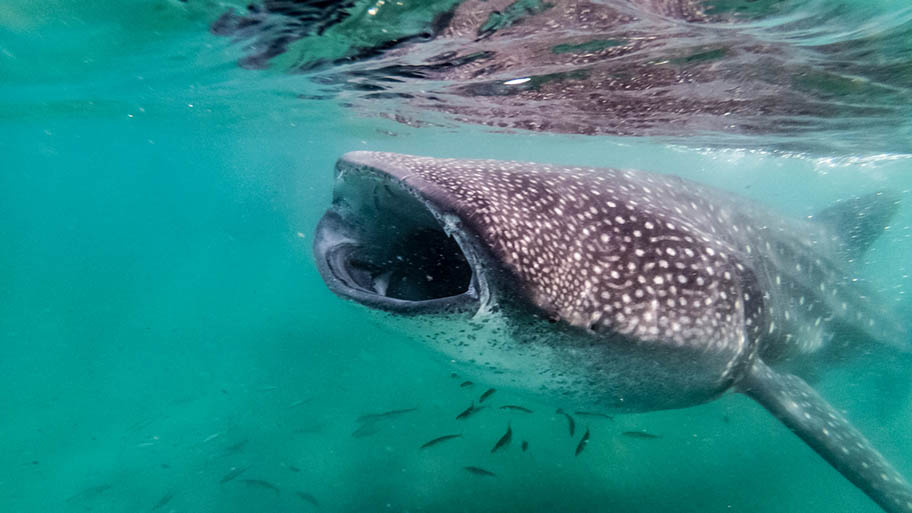 Whale shark underwater with open mouth