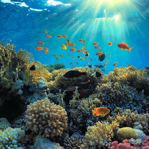 Le MSC et les Nations Unis