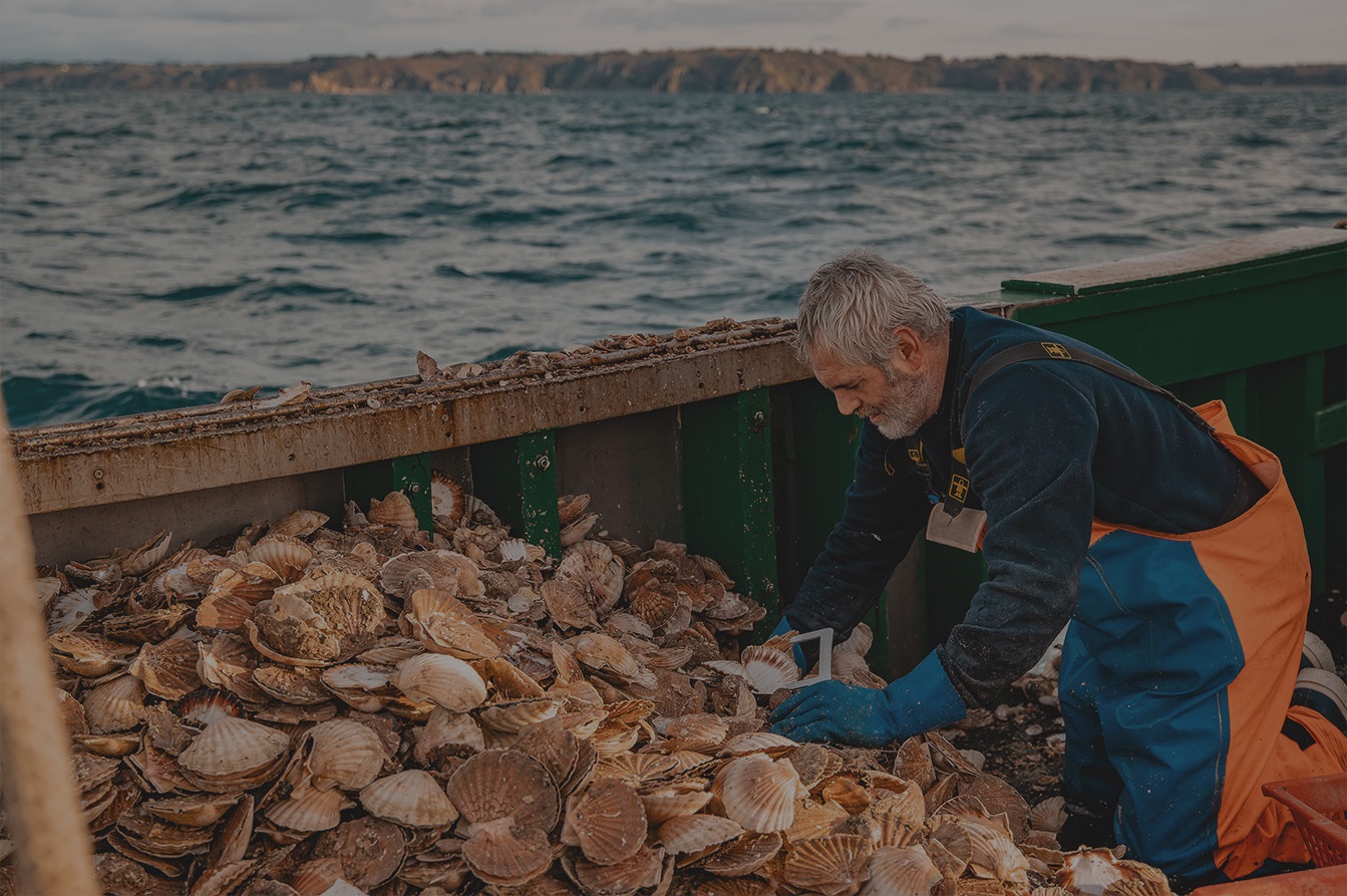 un pêcheur de coquille saint jacques trie sa récolte