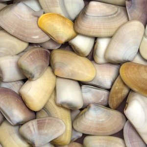 Statut de la pêcherie de telline au Grau-du-Roi