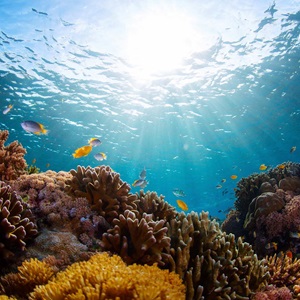 Le MSC et les Nations Unis