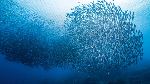 Qu’est-ce que la pêche durable ?