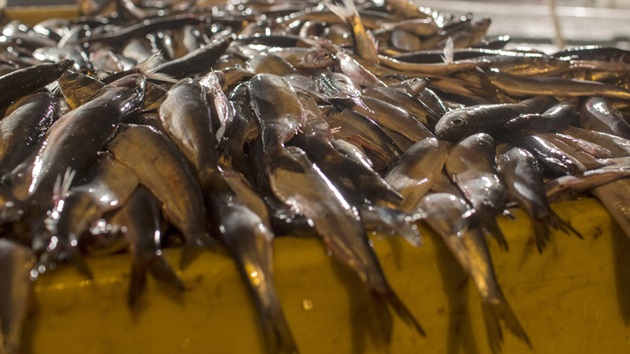 Le MSC, une solution à la surpêche