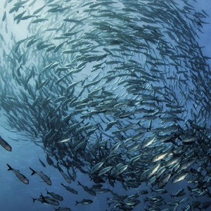 Que signifie de label MSC Pêche Durable