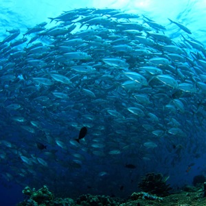 Le MSC, une ONG internationale