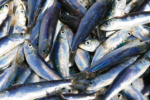 Qu’est-ce que la surpêche ?