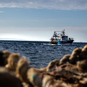 Pêcherie de coquille Saint-Jacques de la Baie de Seine