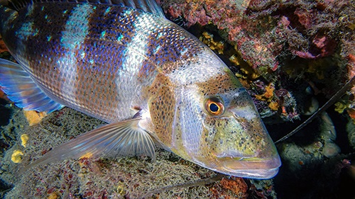 Denti de Corse, une espèce emblématique