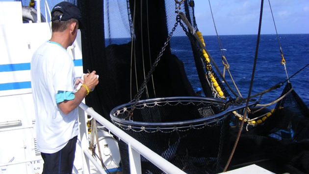 Mieux observer les requins pour mieux les protéger