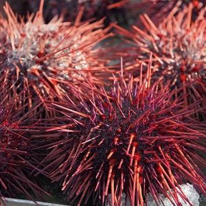 Evaluer les densités d'oursins violets dans des Aires Marines Protégées en Méditerranée