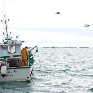 Pêcherie de homard du Cotentin et de Jersey
