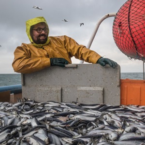 Pêcherie de hareng de Manche Est et de Mer du Nord