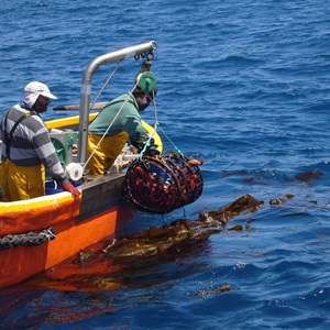 La pêcherie de langouste dans les Terres Australes