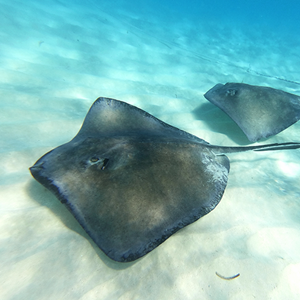 raie pastenague en méditérranée