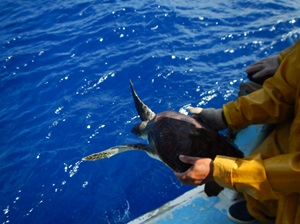 tortue relâchée par un pêcheur