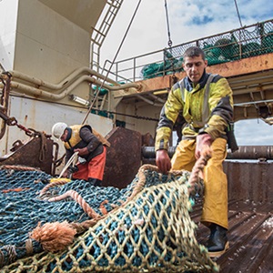 Soutien à la recertification pour la pêcherie de lieu noir de Mer du Nord et d'Arctique Nord-Est