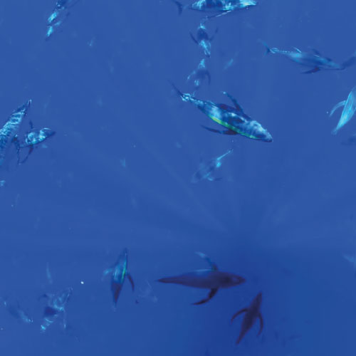 appats_artificiels_thon_australie appats_artificiels_thon_australie