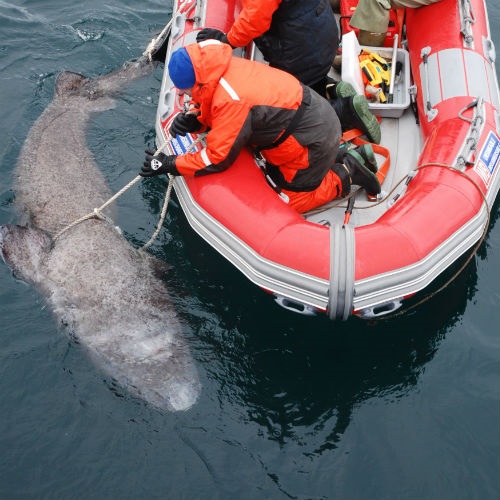 greenland-shark_spotlight_500x500