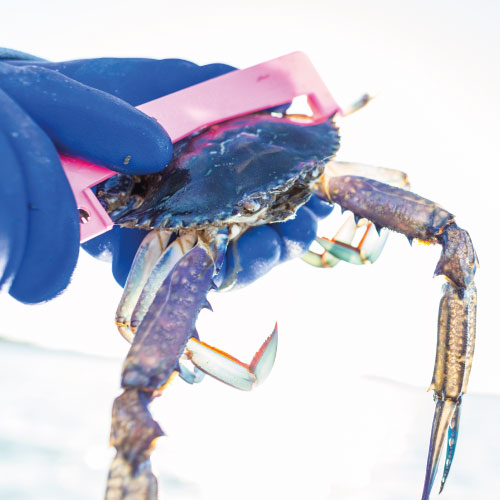 modeles_climatiques_survie_crabes