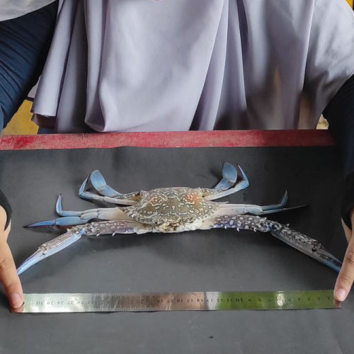 utilisation_adn_captures_accidentelles utilisation_adn_captures_accidentelles