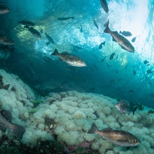 Biodiversity and fishing