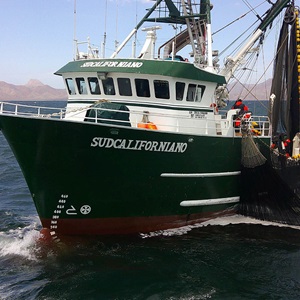 Mexico Pacific sardine: Training observers to minimise fishery impacts