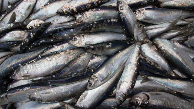 What is overfishing?