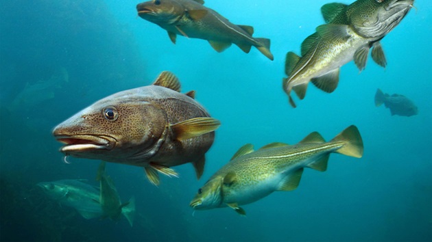 Northern cod fishery to enter assessment