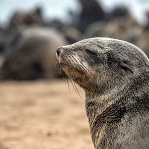 ETP and Out-of-Scope species