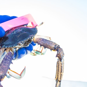 Fonds pour la Science et la Recherche