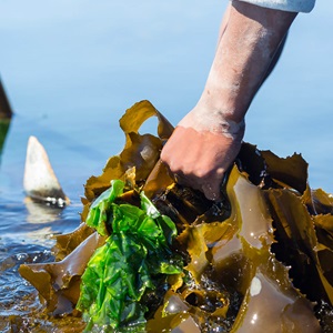 Le référentiel algues