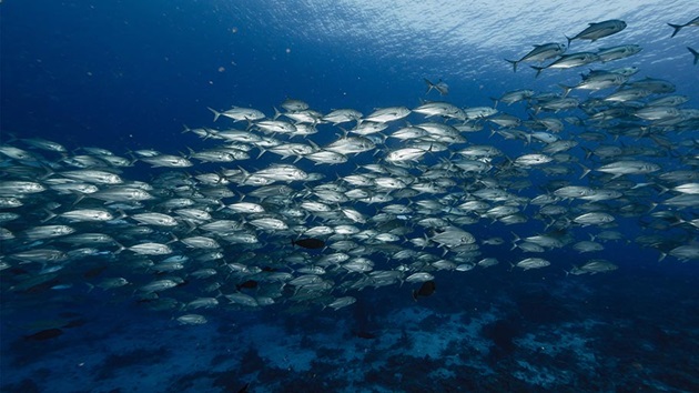 Progress in Western and Central Pacific Ocean (WCPO) tuna fisheries