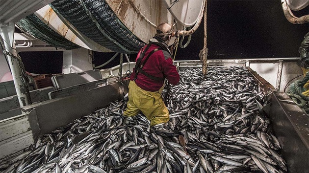 Small pelagic fish