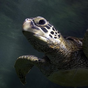 MSC Biodiversity Report