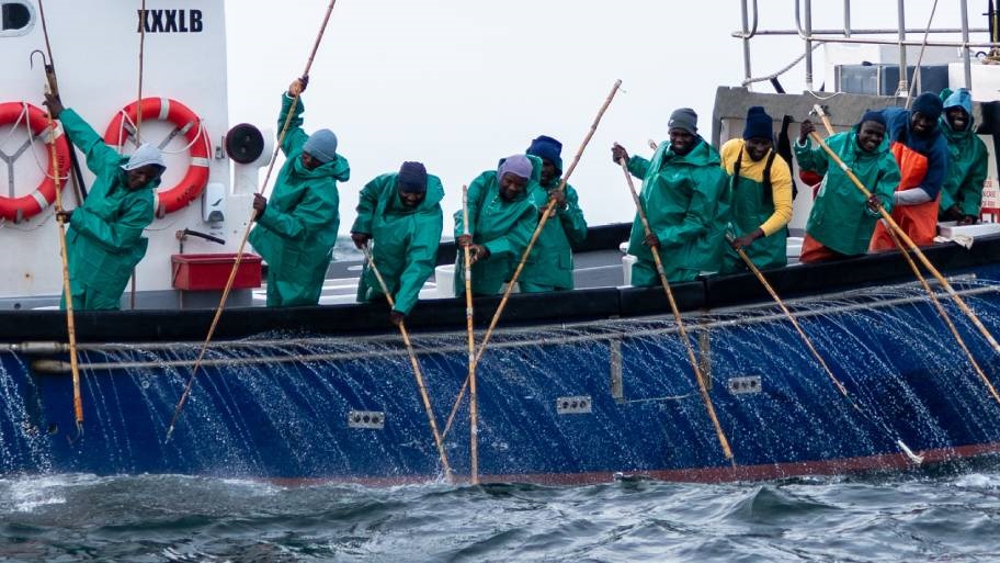 Fishermen in green jackets on edge of boat with poles to hook tuna