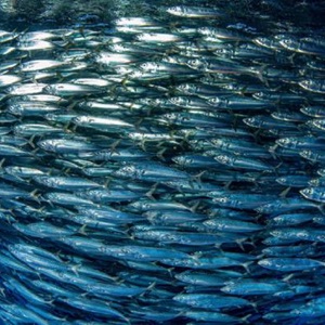 How we meet best practice