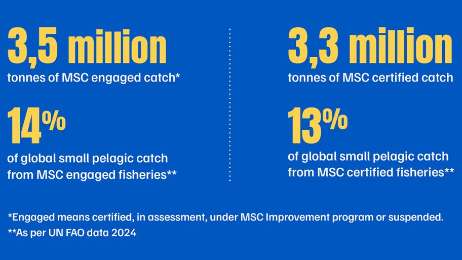 Small Pelagic fish in the MSC Program - key data