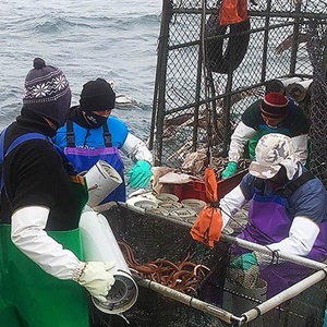 North Peru eel trap fishery: Improvements in practice and governance