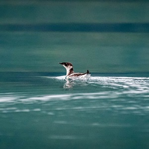Improving data on seabird interactions in the Alaskan salmon fishery