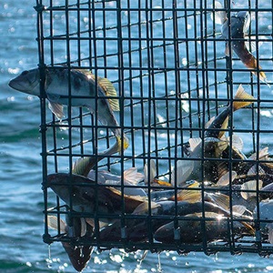 Mexican barred sand bass: Improving scientific knowledge