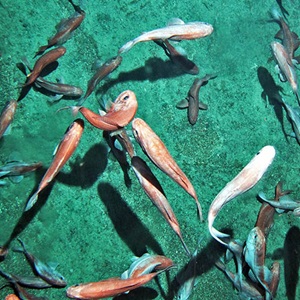 New Zealand orange roughy: Age models and Harvest Control Rules