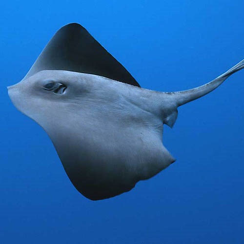 Technology saving stingrays in the Mediterranean Bluefin tuna artisanal fishery