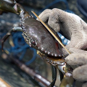 Managing mudcrab stocks in Coastal Conservation area in Indonesia