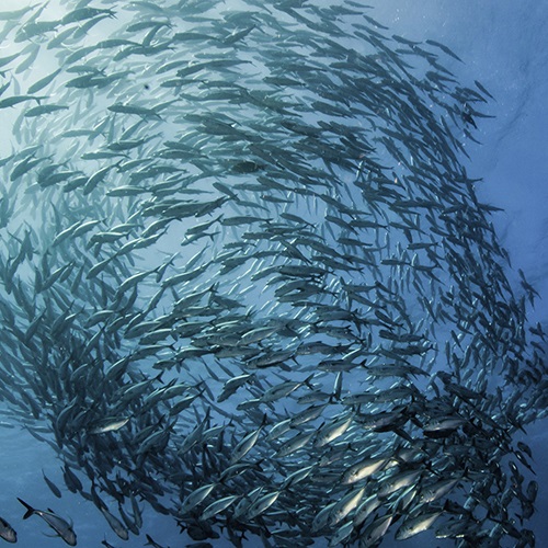 What is sustainable fishing?