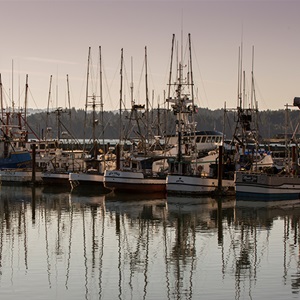 Why get your fishery MSC certified?