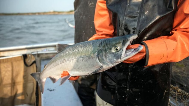 Salmon first