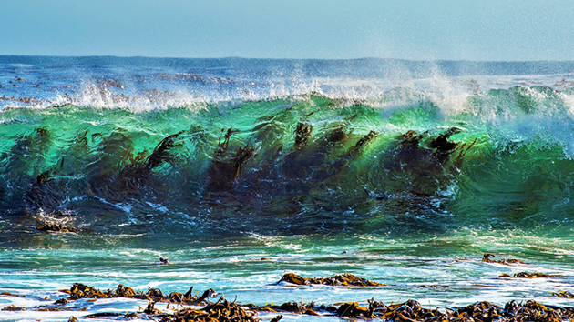 Oceans at risk