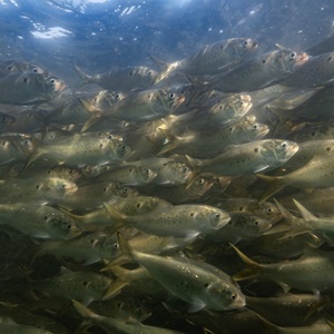 Small Pelagic Yearbook 2025