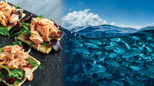 What does the MSC do?