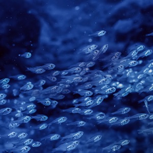 Read About MSC Research